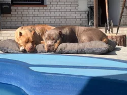 Štěňátko American Bully xl ( Pejsek )