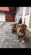 Štěňátko American Bully xl ( Pejsek )