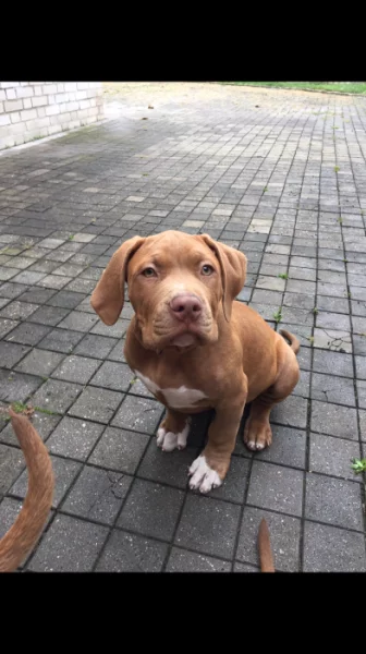 Štěňátko American Bully xl ( Pejsek )
