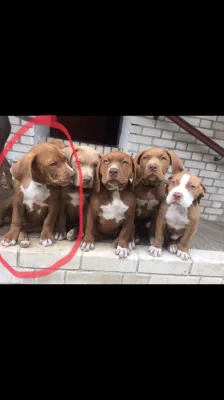 Štěňátko American Bully xl ( Holčička )