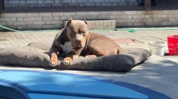 Štěňátko American Bully xl ( Holčička )
