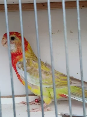 Rosela pestrá modrý pastel