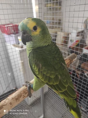 Amazoňan modročely