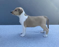 Kolie krátkosrstá s PP