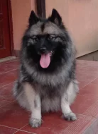 Německý špic vlčí/ keeshond prodám štěňata s PP