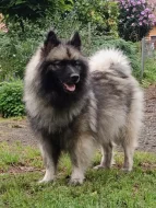 Německý špic vlčí/ keeshond prodám štěňata s PP