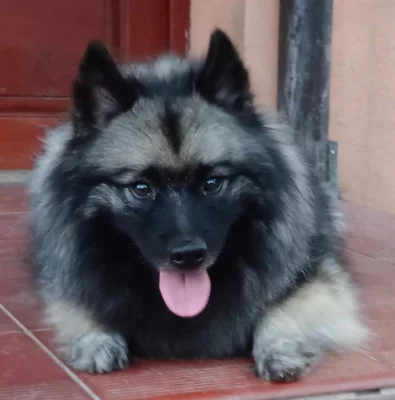 Německý špic vlčí/ keeshond prodám štěňata s PP