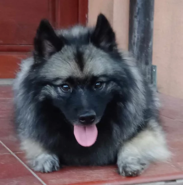 Německý špic vlčí/ keeshond prodám štěňata s PP