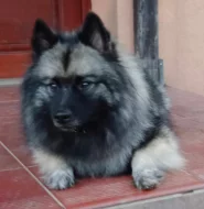 Německý špic vlčí/ keeshond prodám štěňata s PP