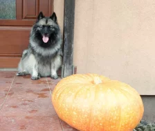Německý špic vlčí/ keeshond prodám štěňata s PP