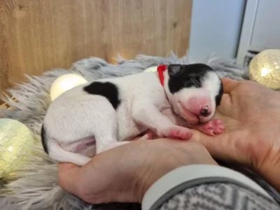 Whippet / Vipet s PP - volná fenka a pejsek