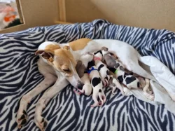 Whippet / Vipet s PP - volná fenka a pejsek