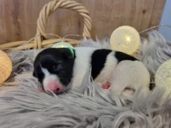 Whippet / Vipet s PP - volná fenka a pejsek