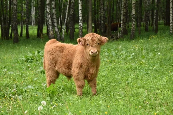 Prodám loňského býčka a jalovičku, dále letošní býčky Highland-Skotský náhorní skot z kontrolovaného ekologického chovu, dopravu zajistíme,
