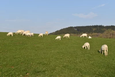 Prodám dvě letošní kozičky na výpas i do chovu - koza česká bílá krátkosrstá, ekologický chov,