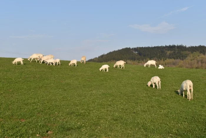 Prodám dvě letošní kozičky na výpas i do chovu - koza česká bílá krátkosrstá, ekologický chov,