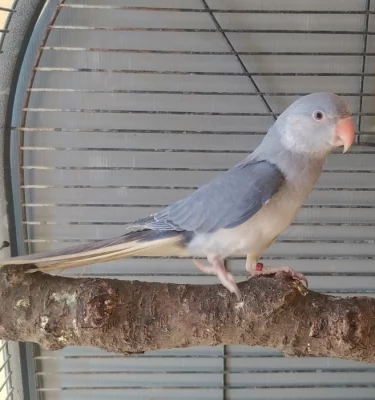 Prodám Alexandr malý