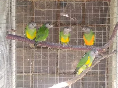 Prodám papoušek senegalský