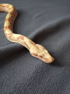 Hroznýš královský Sunglow+terárium