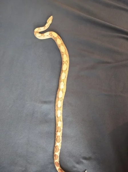 Hroznýš královský Sunglow+terárium