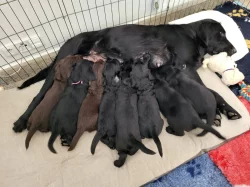 Prodej štěňat plemeno flatcoated retriever
