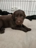 Prodej štěňat plemeno flatcoated retriever