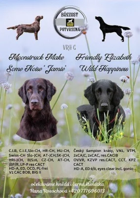 Prodej štěňat plemeno flatcoated retriever
