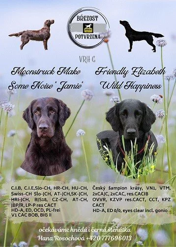 Prodej štěňat plemeno flatcoated retriever