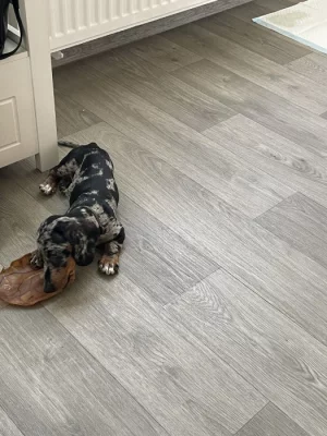 Trpasličí jezevčík