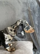 Trpasličí jezevčík