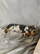 Trpasličí jezevčík