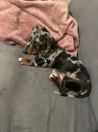 Trpasličí jezevčík