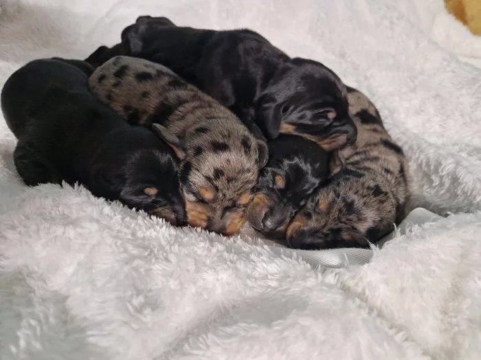 Zadáme štěňata jezevčíka