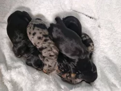 Zadáme štěňata jezevčíka