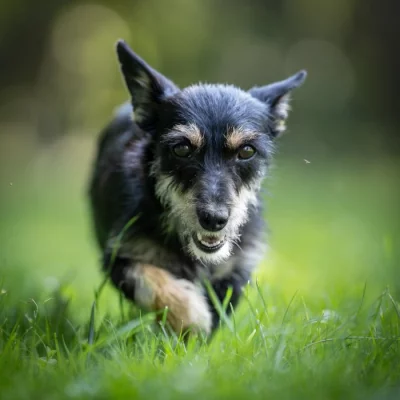 Šteniatka k adopcii