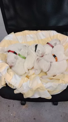 Slovenský čuvač štěňátka