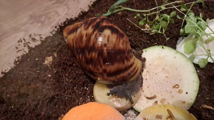 Exotický africký šnek Achachatina marginata ovum XXL, F3