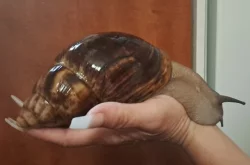 Exotický africký šnek Achachatina marginata ovum XXL, F3