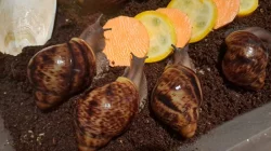 Exotický africký šnek Achachatina marginata ovum XXL, F3