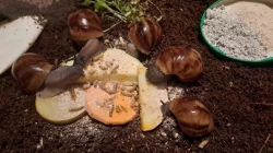 Exotický africký šnek Achachatina marginata ovum XXL, F3