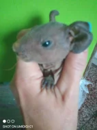 Skinny morče