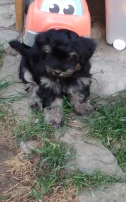 Havanský psík s. PP