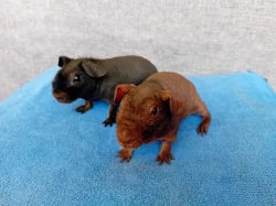 Prodám skinny morčata