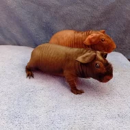 Prodám skinny morčata