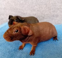 Prodám skinny morčata