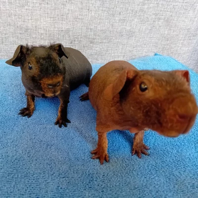 Prodám skinny morčata