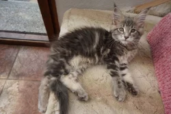 Mainská mývalí s PP