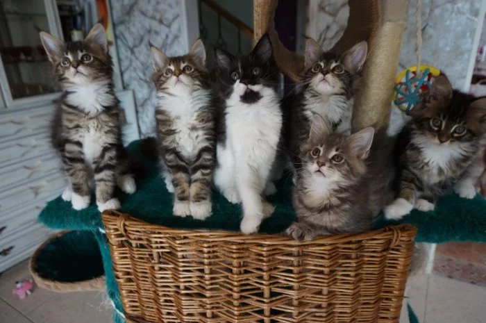 Mainská mývalí s PP