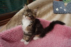 Mainská mývalí s PP