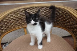 Mainská mývalí s PP